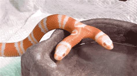 Obanai's snake, Kaburamaru. . Snake gif
